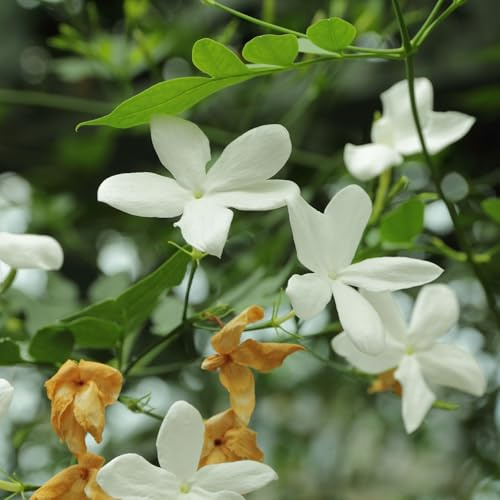 Pianta vera di Jasminum officinale - Diametro Vaso Ø 17 cm