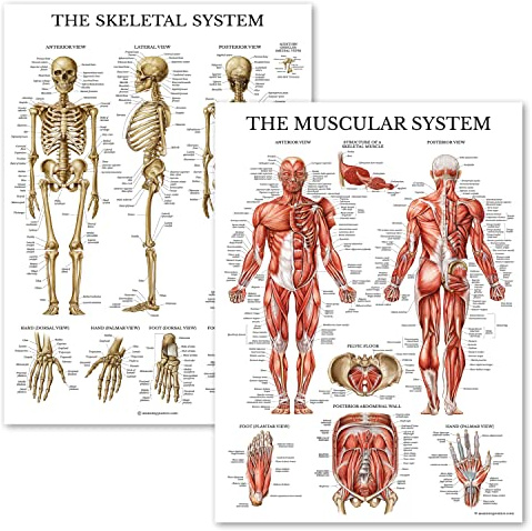 Palace Learning Muskulatur & Skelettsystem Anatomisches Poster Set - Laminiertes 2 Diagramm Set - Menschliches Skelett & Muskelanatomie - doppelseitig (18 x 27)