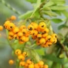 Pyracantha Firethorn Soleil d'Or' Hardy Evergreen 50-60cm Tall Sold in a Deep Pot - RHS Plants for Pollinators