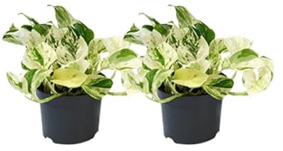 Weiß – bunte Efeutute – Epipremnum 'Happy Leaf' – Ø12cm x H15cm