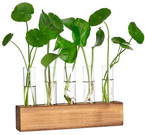 YIBOT Pflanzenanzuchtstationen, Pflanzenanzuchtröhren, einzigartiges Geschenk für Pflanzenliebhaber, Pflanzenterrarium mit Holzständer, Schreibtischdekoration, 5 Glas-Reagenzglas-Vasen