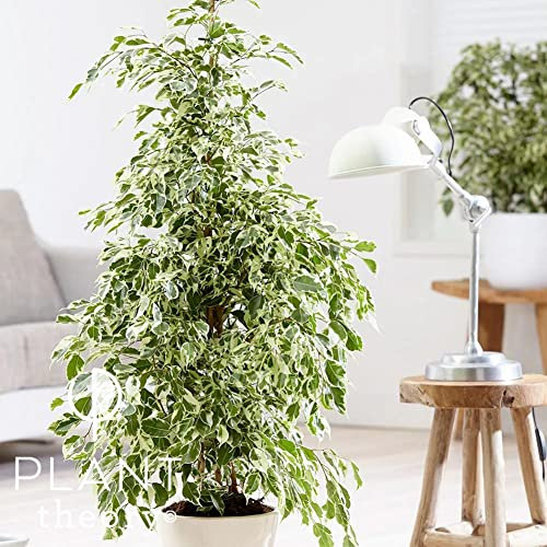 Plant Theory 100cm Ficus Benjamina Twilight Weeping Fig Office Tree Easy Care Indoor Plant XL 21cm Pot