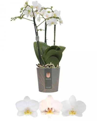 Real Live Phalaenopsis Orchid Multi White 12Ø 50cm 3stem Flow Flowering Plant