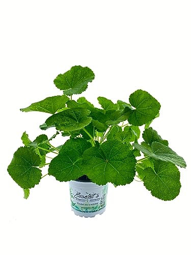 Schwarze Stockrose, Alcea rosea Nigra, Stauden Pflanze im 12er Topf