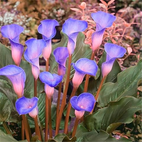 Bulbos calas colores - Calas plantas naturales de colores - Bulbos calas gigantes - calas bulbos-2Bulbos-H