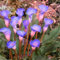 Bulbos calas colores - Calas plantas naturales de colores - Bulbos calas gigantes - calas bulbos-2Bulbos-H