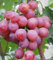 Winterhart Mehrjährig,Weintrauben Kernlos Kernlose Weinreben Pflanzen,Tafel-Traube,Tafel-Trauben Weinreben Vitis Vinifera,Weinreben Winterhart,Tafeltraube,Weintraube-2zwiebeln-h
