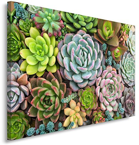 Feeby. Blumen Sukkulenten Bild auf Leinwand Größe: 80x120 cm, 1 Teilig Leinwanbild Wandbild Kunstdrucke Wanddeko Natur GRÜN