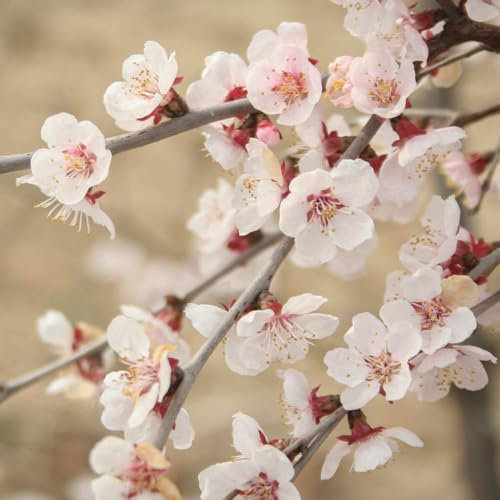 You Garden - 3 x Ornamental Prunus incisa 'Kojo-no-Mai' Fuji Cherry Tree in a 9cm Pot - Established Garden Ready Plants for Gardens