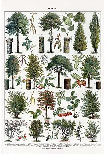 Meishe Art Poster Print Garden Trees Forest Botanical Plant Arboretum Educational Illustrations Nature Botanique Artwork Home Wall Decor for Living Room Bedroom (40cm x 60cm,D)