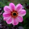 Dahlia Mystic 'Dreamer' (P) Garden Plant Hardy Perennial Flowering Garden Plants Easy to Grow Your Own by Park Farm Plants (3 x Plug Plants)