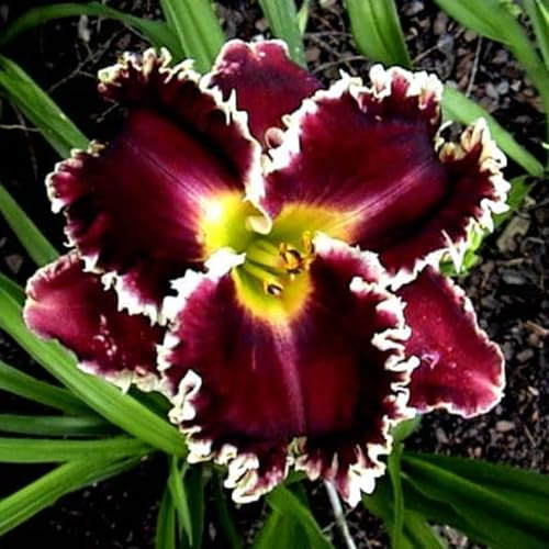 Winterhartes Pflanze, Taglilien Rhizome, Taglilien Winterhart Mehrjährig, Seltene Pflanzen, Einfach zu kultivieren, Dekorative Blumen, Winterharte Rhizome-15 zwiebeln-B