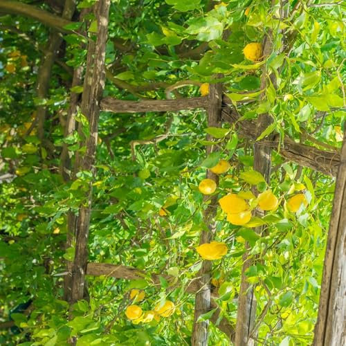 semillas resistentes de limonero - semillas orgánicas de jardín de semillas de limon semillas de frutas semillas Invernadero interior resistente para suculentas semillas de 10pcs