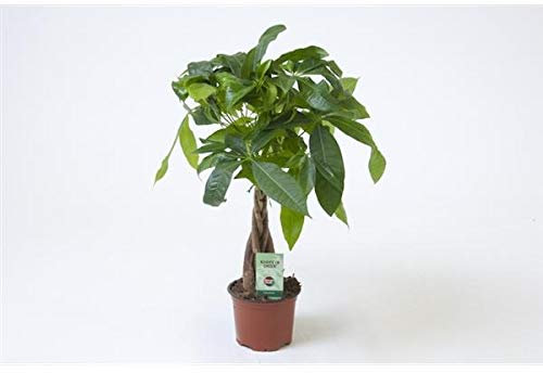 Pachira Aquatica Zimmerpflanze – Glückskastanie ca. 45 cm hoch, pflegeleichte Luftreiniger-Pflanze