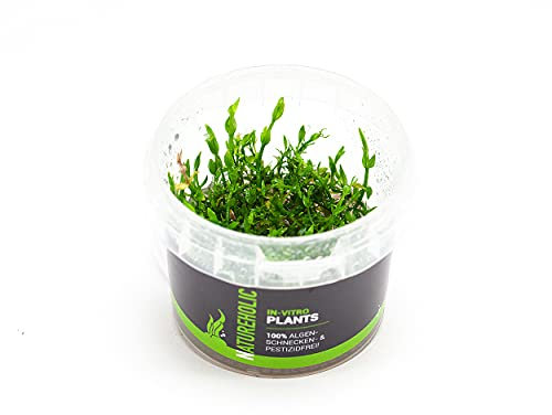 Gratiola viscidula - NatureHolic In-Vitro Aquarium Moos für Garnelen Aquarium