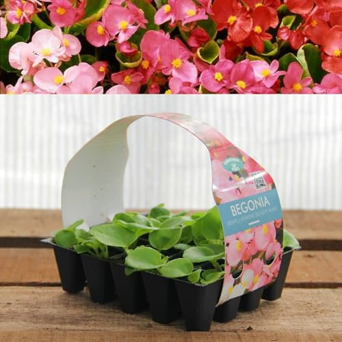 Plug Plants Begonia Semps. Heavens Delight Mix - 20 Plants Per Tray - Ready to Grow On Bedding Plugs - Summer Flowering Plants Ideal for Containers, Patio Pots and Beds or Borders - 1 Pack