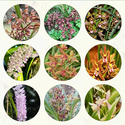 70 pcs orchideen pflanze samen gartensamen pflanztöpfe gastgeschenke hochzeit blumensamen orchidee gewächshaus balkon seeds wiesensaatgut ausgefallene geschenke indoor garten balkonblumen