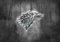 Poster Logo Winter is Coming stark Loup Game of Throne Wall Art 02