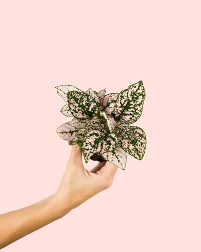 Hypoestes Pink Mini | Plantas Naturales Interior | Pur Plant