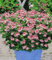 BALDUR Garten Duft-Geranie Moskito-Schocker®, 3 Pflanzen Geranien Pelargonium crispum