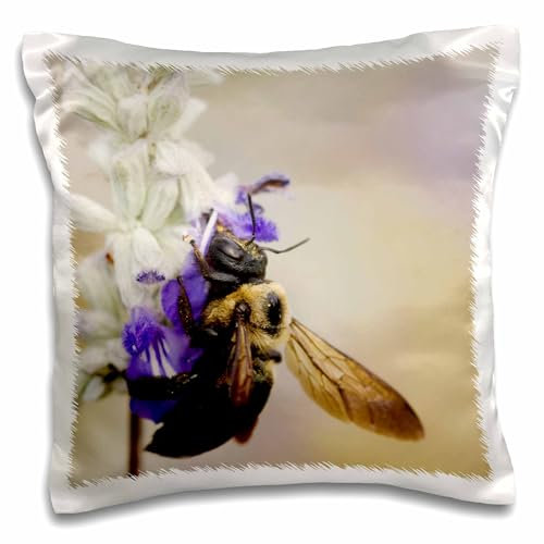 3dRose pc_84217_1 Tischler-Biene auf Mealy Salbei, Hill Country, Texas-NA02 RNU0041-Rolf Nussbaumer-Pillow Case, 40,6 x 40,6 cm