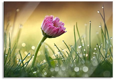 Pixxprint Glasbild, Wandbild aus Echtglas, rosa Gänseblümchen im Gras, 60x40 cm, inkl. Aufhängung und Abstandshalter