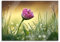 Pixxprint Glasbild, Wandbild aus Echtglas, rosa Gänseblümchen im Gras, 60x40 cm, inkl. Aufhängung und Abstandshalter