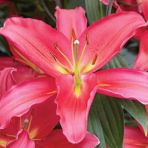 Lilienzwiebeln orientalische Lilie Lilium Zwiebeln Onion Knollen Winterhart Frische mehrjährig duftenden Prachtblüten Hochgewachsene Lilie (Rot XXL)