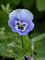 Viola Boxed Bedding 24 x Blue Garden Ready Violas (Live Plants)