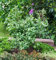 Fächerblattbaum Ginkgo biloba im Topf gewachsen ca. 60-80cm