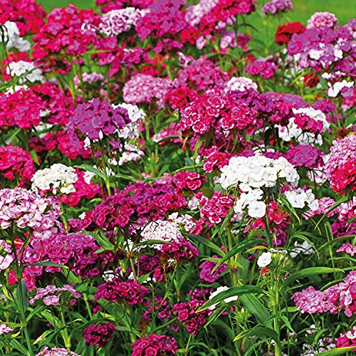 Sweet William Sweet Mixed Garden Plant Hardy Perennial Flowering Garden Plants Easy to Grow Your Own 6X Plug Plants by Thompson and Morgan
