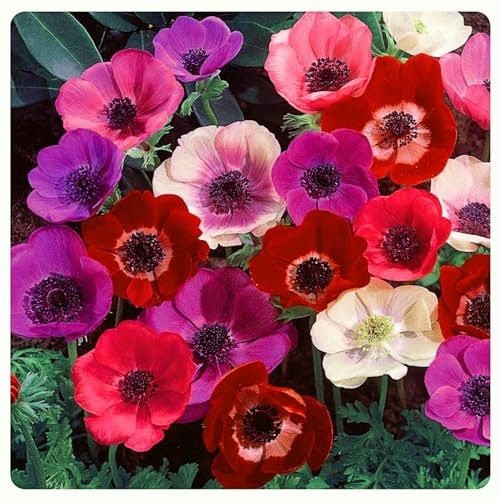 Anemone -Anemonen Zwiebeln - Exquisite Schnittblumen Alasines -Anemone Mehrjährig Winterhart