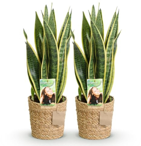 Green boutiQ - Zimmerpflanzen - Sansevieria Laurentii - Schwiegermutterzunge - Pflegeleicht - mit Korb - Grün - Gelb - 2 Pflanzen - Topf 17cm - Höhe 60-70cm