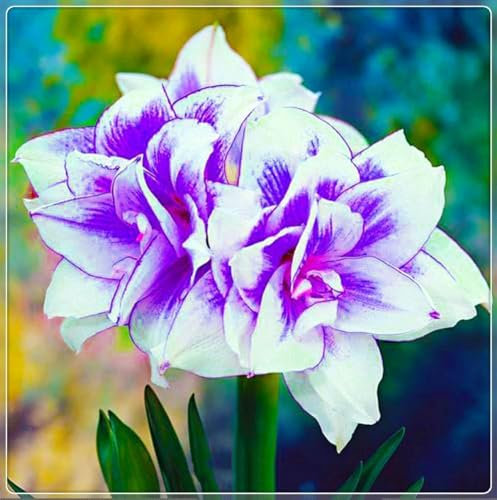 Amaryllis zwiebeln Gemischte Jade Schnitzerei Fühlt Gartenarbeit Zwiebeln Winterhart Mehrjährig