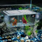 Pawfly Aufzuchtbecken Aquarium Ablaichkasten Fischbrutkasten Aquariumbrutkasten mit 6 Saugnäpfen Acrylbrutkasten für Babyfische Garnelen Betta Medium Absetzisolierbox für aggressive Fische Guppy Platy