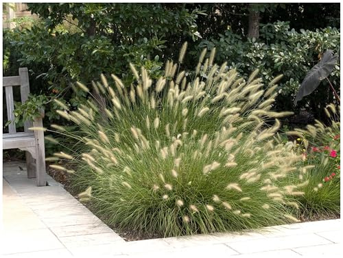 Stauden Gänge 3 x Pennisetum alopecuroides 'Hameln' Lampenputzergras | Mittelhohes Ziergras für Sonne, Blüte Juli bis Oktober, mehrjährig, 1 L Topf (11x11 cm)