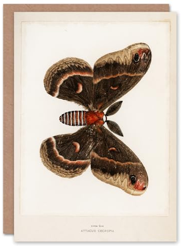Artery8 Sherman Denton Art Card Cecropia Moth Vintage Illustration