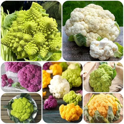 Semi di cavolfiore, giardino sul balcone semi di regali per gli amanti del giardino invernali e per il 300pcs