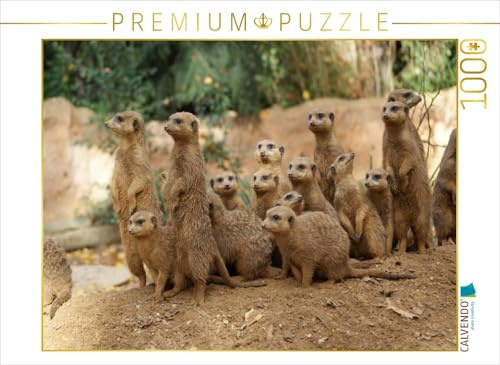 CALVENDO Puzzle EIN Motiv aus dem Kalender Erdmännchen – Zusammen sind wir stark/CH-Version | 1000 Teile Lege-Größe 64 x 48 cm Foto-Puzzle für glückliche Stunden