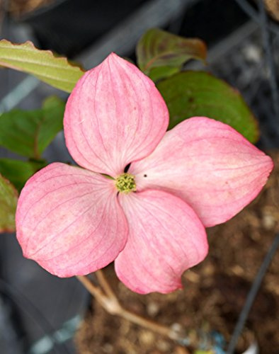 Japanischer Blumen-Hartriegel Satomi Cornus kousa chinensis Satomi Containerware 60-100 cm