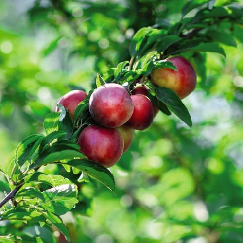 Nectarine 'Madame Blanchette' – Bare Root Tree, Easy to Grow, Juicy White Flesh, Full Sun, Harvest in September - 1x 4.5 Litre Potted Plant by Thompson and Morgan
