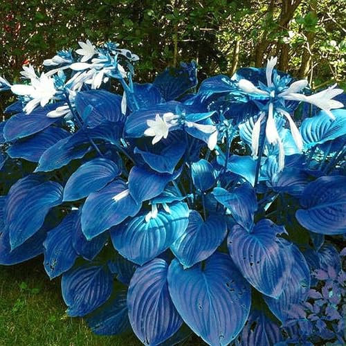 Premium Hosta Bulbs – Stunning Large Blooms, Simple to Grow – Perfect for Indoor Decor, Gifts & Holiday Displays-4 Bulbs-E