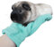 Gants Anti-Morsures,Protection pour Petits Animaux | Mitaine Sécurisée Pour Manipulation En Douceur Toilettage Griffes Soins Animaliers Sécurisés Écureuil Lézard Serpent Oiseau Hérisson