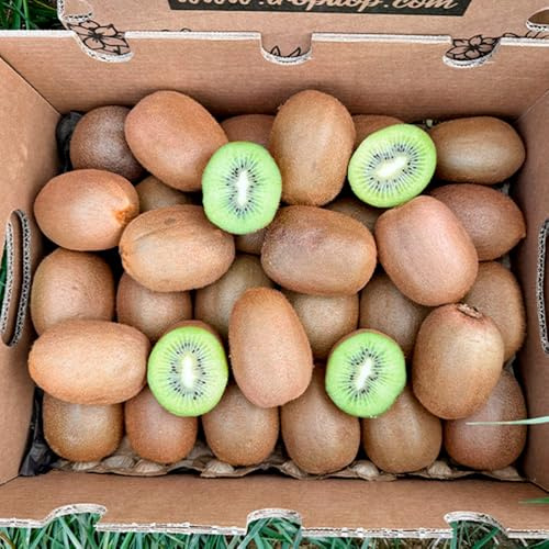 Caja de Kiwi | Fruta Directa del Agricultor | Cultivado de Forma Sostenible en España, Recién Recolectado, Dulce y Ligeramente Ácido, Rico en Vitamina C (3 Kg)