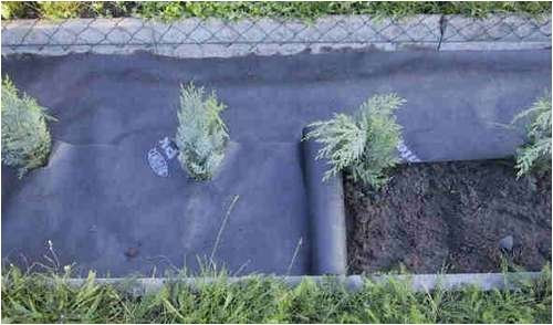 Plantex HECKENVLIES 0,5 x 20 m/Rolle