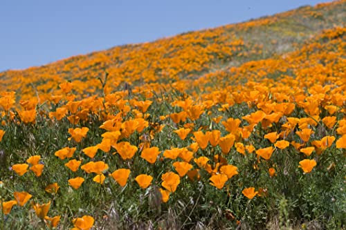 1000 Samen Kalifornische Mohn Eschscholzia californica Blumenwiese Bienenweide.