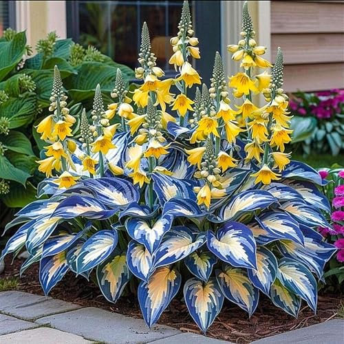 Hosta-Zwiebeln,GroßE Blattpflanzen,Hosta Pflanze Winterhart,Winterhart MehrjäHrig,Funkien Knollen-8zwiebeln-F