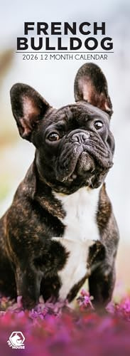 Wandkalender Französische Bulldogge 2026, 12 Monate, schmales Format, hergestellt in England