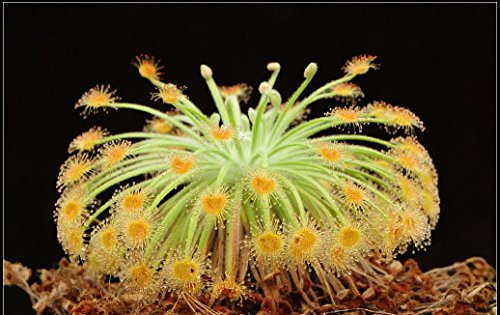 Drosera Broomensis carnivore pianta molto rara 10 semi Woolly Drosera petiolaris