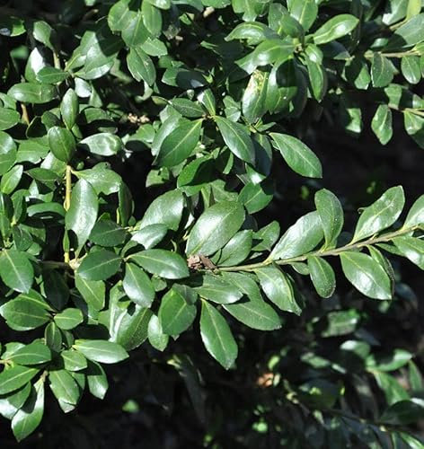 Japanischer Stechpalme Caroline Upright 30-40cm - ilex crenata